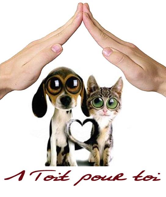 association, animaux, Rodez